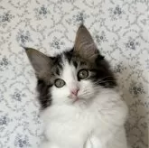 サイベリアン【茨城県・男の子・2023年12月20日・ブラウンタビーアンドホワイト】の写真1「お鼻の横の模様がトレードマーク」