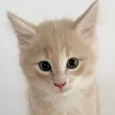 サイベリアン【茨城県・男の子・2024年9月20日・クリームタビー&ホワイト】の写真1「これから どんどん被毛が伸びてきます」