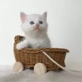 サイベリアン【茨城県・男の子・2024年10月12日・クリームリンクスポイント】の写真12