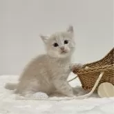 サイベリアン【茨城県・男の子・2024年9月20日・クリームタビー&ホワイト】の写真2