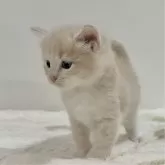 サイベリアン【茨城県・男の子・2024年9月20日・クリームタビー&ホワイト】の写真3