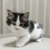 サイベリアン【茨城県・男の子・2023年12月20日・ブラウンタビーアンドホワイト】の写真3