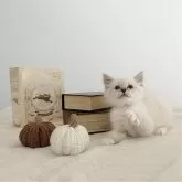 サイベリアン【茨城県・女の子・2024年7月24日・シールリンクスポイント(ネヴァマスカレード)】の写真4