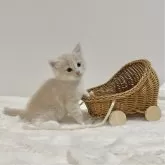 サイベリアン【茨城県・男の子・2024年9月20日・クリームタビー&ホワイト】の写真4