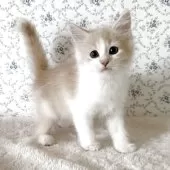 サイベリアン【茨城県・男の子・2025年8月10日・クリームタビー&ホワイト】の写真7