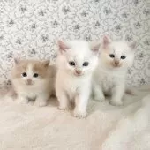 サイベリアン【茨城県・男の子・2025年9月17日・クリームタビー&ホワイト】の写真14