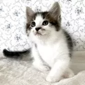 サイベリアン【茨城県・男の子・2025年8月10日・ブラウンタビー&ホワイト】の写真2