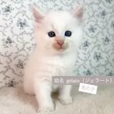 サイベリアン【茨城県・男の子・2025年9月17日・クリームリンクスポイント(ネヴァマスカレード)】の写真11