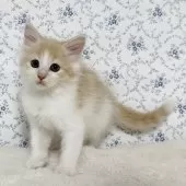 サイベリアン【茨城県・男の子・2025年8月10日・クリームタビー&ホワイト】の写真11