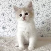 サイベリアン【茨城県・男の子・2025年8月10日・クリームタビー&ホワイト】の写真9