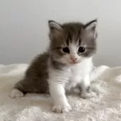 サイベリアン【茨城県・男の子・2025年12月5日・ブルータビー&ホワイト】の写真3