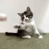 サイベリアン【茨城県・男の子・2025年7月17日・ブラウンタビー&ホワイト】の写真7