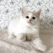 サイベリアン【茨城県・女の子・2025年8月10日・クリームタビー&ホワイト】の写真7