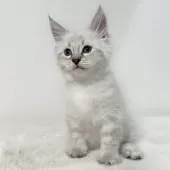 サイベリアン【茨城県・男の子・2025年9月1日・ブルーリンクスポイント(ネヴァマスカレード)】の写真2