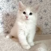 サイベリアン【茨城県・女の子・2025年8月10日・クリームタビー&ホワイト】の写真6