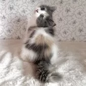 サイベリアン【茨城県・女の子・2025年8月10日・ダイリュートキャリコ】の写真15