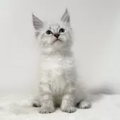 サイベリアン【茨城県・男の子・2025年9月1日・ブルーリンクスポイント(ネヴァマスカレード)】の写真4