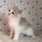 サイベリアン【茨城県・男の子・2025年8月10日・クリームタビー&ホワイト】の写真3