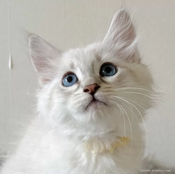 S 様のお迎えした子猫