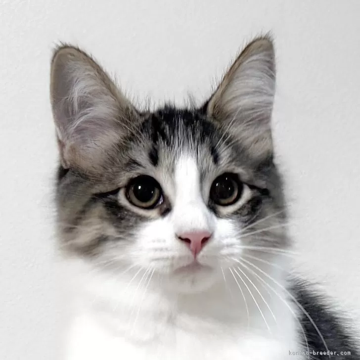 サイベリアン【茨城県・男の子・2025年7月17日・ブラウンタビー&amp;ホワイト】の写真1