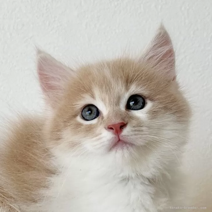 ID：2412-00599の子猫