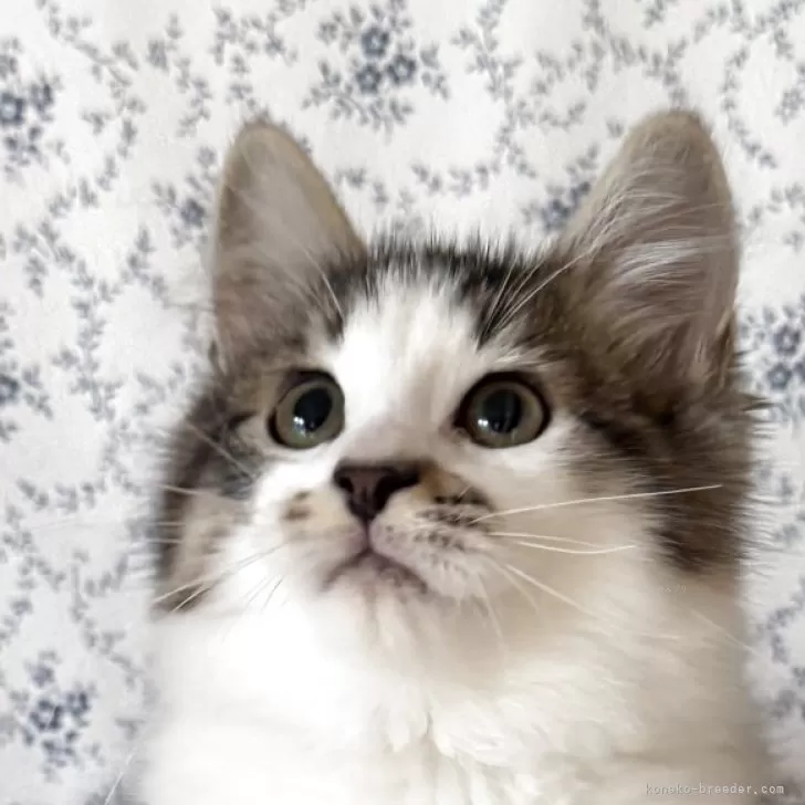 サイベリアン【茨城県・男の子・2025年8月10日・ブラウンタビー&amp;ホワイト】の写真1