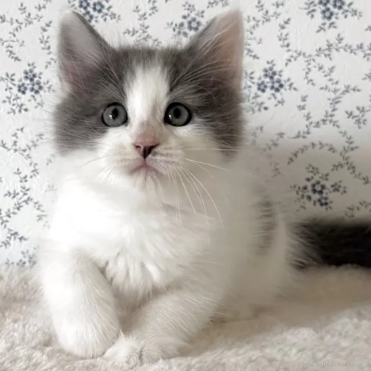 ID：2509-02770の子猫