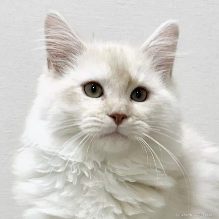 トロ 様のお迎えした子猫