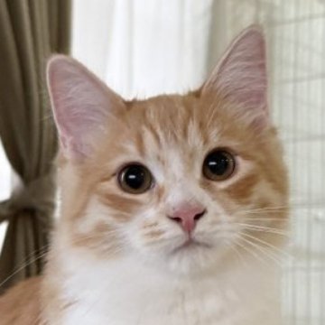 サイベリアン【茨城県・女の子・2025年7月17日・レッドタビー&ホワイト】の写真「とっても遊び好きな女の子🐾」