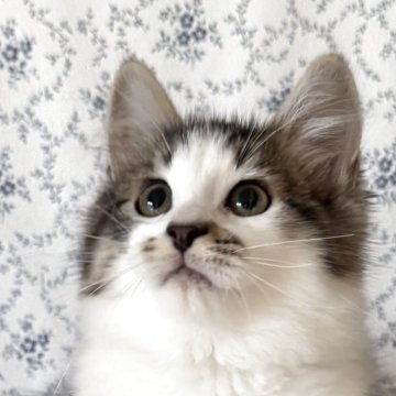 サイベリアン【茨城県・男の子・2025年8月10日・ブラウンタビー&ホワイト】の写真「とっても人懐っこく 寄り添ってくれます❤️」