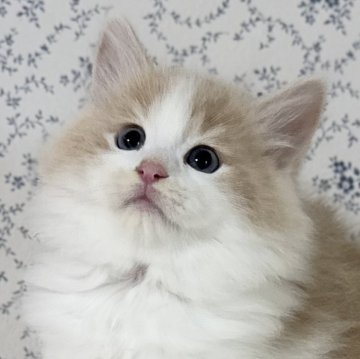 サイベリアン【茨城県・男の子・2025年9月17日・クリームタビー&ホワイト】の写真「モッフモフで可愛い癒し系男子❤️✨」