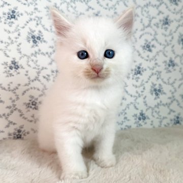 サイベリアン【茨城県・男の子・2025年9月17日・クリームリンクスポイント(ネヴァマスカレード)】の写真「おっとり穏やかな男の子」