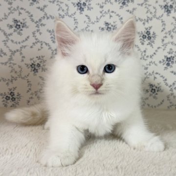 サイベリアン【茨城県・男の子・2025年9月17日・クリームリンクスポイント(ネヴァマスカレード)】の写真「可愛いお顔の美形くんです✨もふもふ」