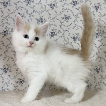 サイベリアン【茨城県・女の子・2025年9月17日・クリームタビー&ホワイト】の写真「かわいい垂れ目の女の子🧡」