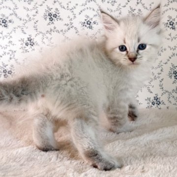 サイベリアン【茨城県・男の子・2025年9月1日・シールリンクスポイント(ネヴァマスカレード)】の写真「癒し系のネヴァマスカレードくん」