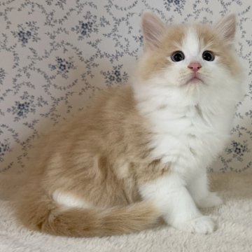 サイベリアン【茨城県・男の子・2025年9月17日・クリームタビー&ホワイト】の写真「モッフモフで可愛い癒し系男子❤️✨」