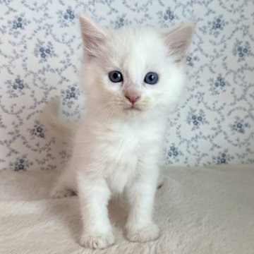 サイベリアン【茨城県・男の子・2025年9月17日・クリームリンクスポイント(ネヴァマスカレード)】の写真「天真爛漫 可愛らしい男の子」