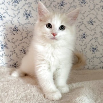 サイベリアン【茨城県・女の子・2025年8月10日・クリームタビー&ホワイト】の写真「毛色がオシャレな美猫さん💖」