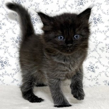 サイベリアン【茨城県・女の子・2025年8月29日・ブラックスモーク】の写真「クールな毛色の美猫さん🐈‍⬛穏やかな女の子」