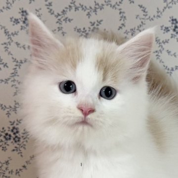 サイベリアン【茨城県・女の子・2025年9月17日・クリームタビー&ホワイト】の写真「かわいい垂れ目の女の子🧡最近ますますモフモフに」