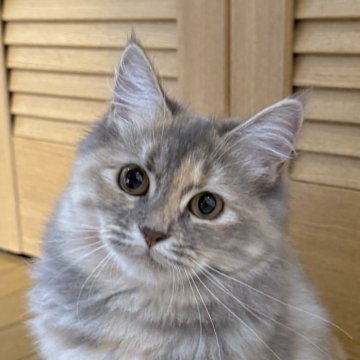 サイベリアン【茨城県・女の子・2024年11月5日・ブルータビー】の写真「成長し、さらに可愛くなりました♪」