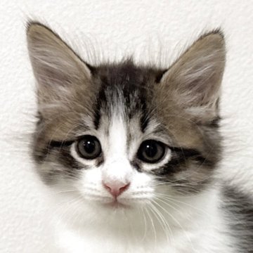 サイベリアン【茨城県・男の子・2025年7月17日・ブラウンタビー&ホワイト】の写真「大きな瞳のイケメンくん✨フレンドリーな性格です♪」