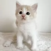 サイベリアン