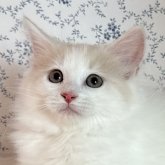 サイベリアン