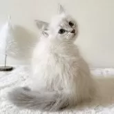 サイベリアン【茨城県・女の子・2024年10月27日・ブルーリンクスポイント(ネヴァマスカレード)】の写真1