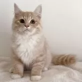サイベリアン