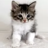 サイベリアン