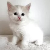 サイベリアン