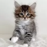 サイベリアン