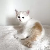 サイベリアン【茨城県・女の子・2025年8月10日・クリームタビー&ホワイト】の写真14